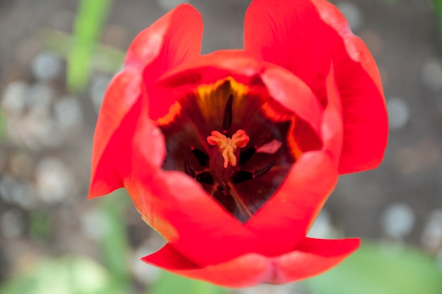 Red tulip at top view