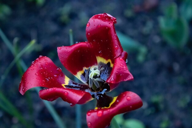 A red tulip with a black center and yellow center with a black center and a yellow center.