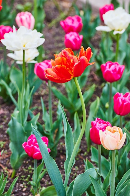 Red tulip with curved stem surrounded by variety of spring tulips