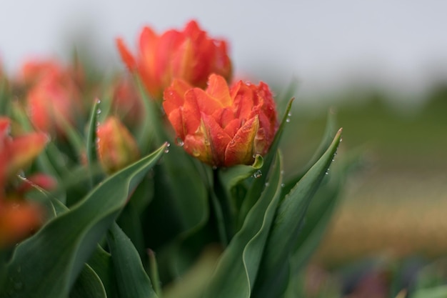 A red tulip with the word tulips on it