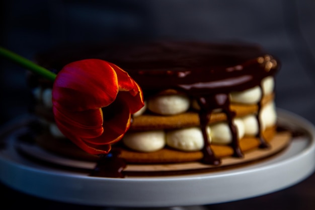 A red tulip with a yellow rim on the background of a cake in chocolate glaze on a dark background hi...