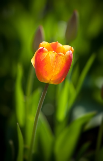 Red tulip