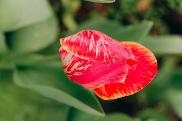 Red tulips bloom in spring after rain