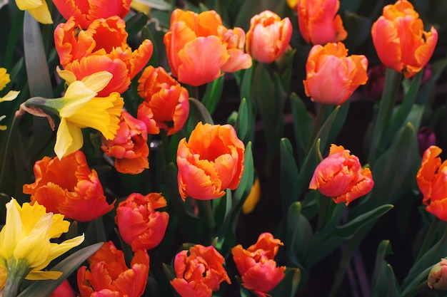 Red tulips in blossom on sunny day in a garden soft selective focus