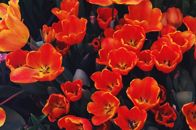 Red tulips in blossom on sunny day in a garden soft selective focus