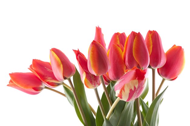 Red tulips bouqet with dew on white