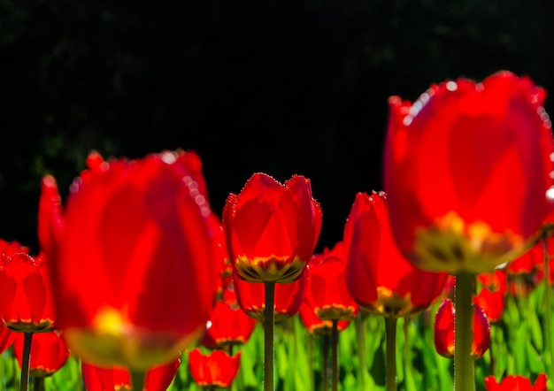 Red tulips close-up view from below.