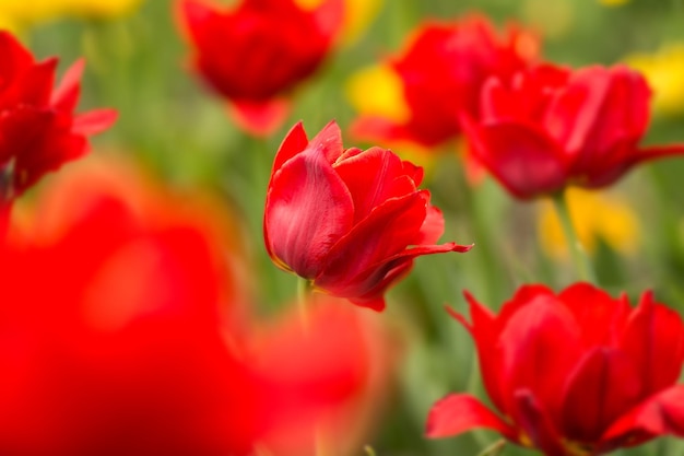 Red tulips on the field Bright spring flowers