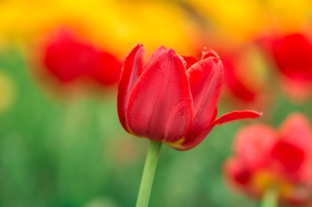 Red tulips on the field Bright spring flowers