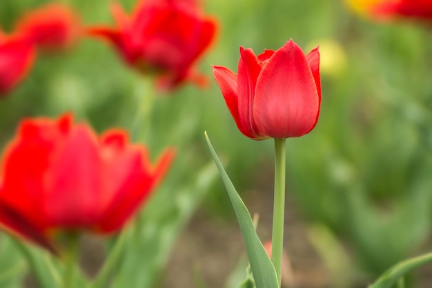 Red tulips on the field Bright spring flowers