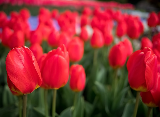 Red tulips field nature background