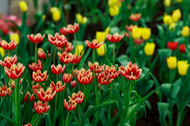 Red tulips in a field of yellow tulips