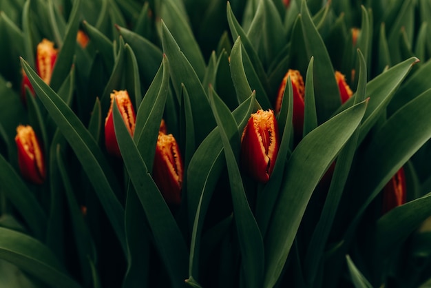 Red tulips in the field