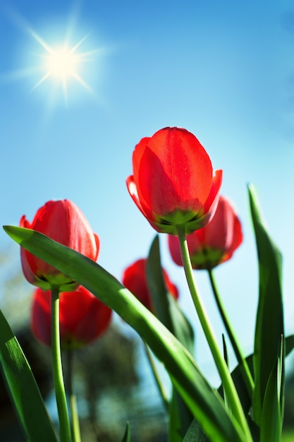 Red tulips on the field