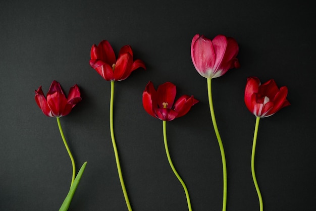 Red tulips Five isolated red fading flowers on a black background red flowers