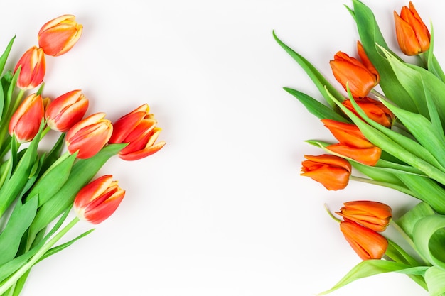 Red tulips flowers on white background