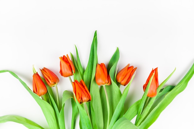 Red tulips flowers on white surface