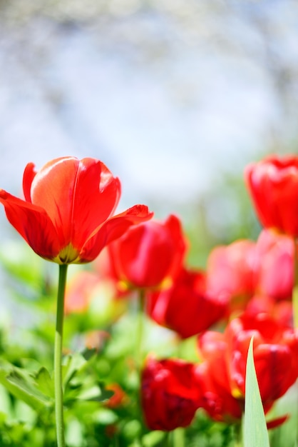 Red tulips flowers.