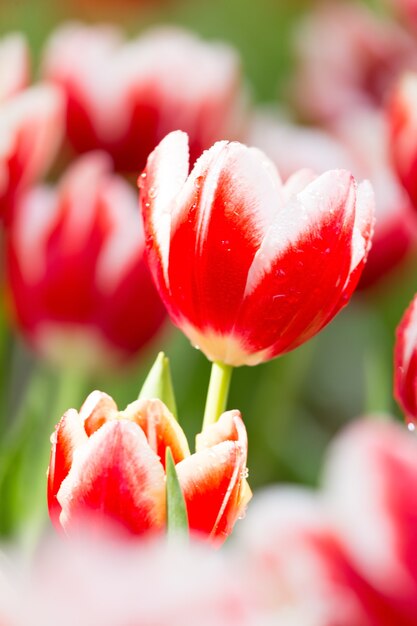 Red tulips in the garden.