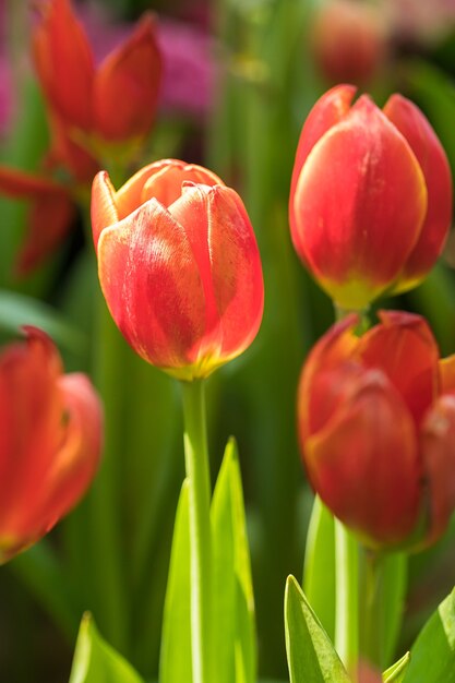 Red tulips in the garden