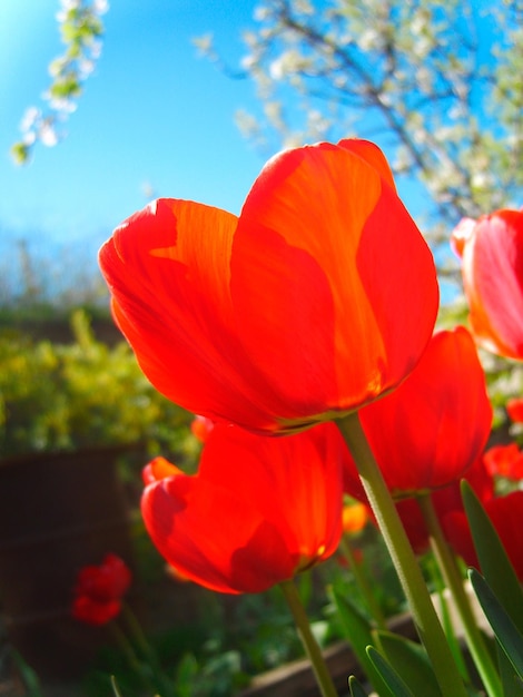 Red tulips in green foliage photo