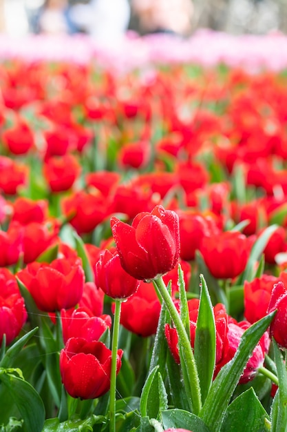 Red tulips and green leaves in the garden with freshness