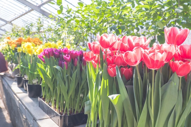 Red tulips in the greenhouse fields of tulips Spring seedling agribusiness