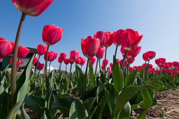 Red tulips growing in countryside