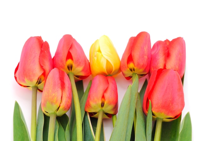 Red tulips isolated