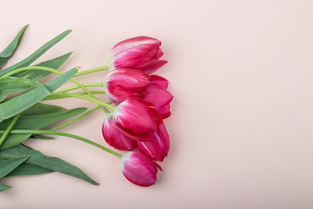 Red tulips lie on a light pink background