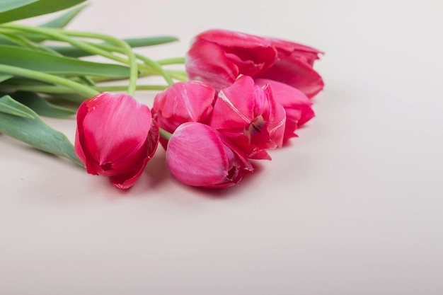 Red tulips lie on a light pink background