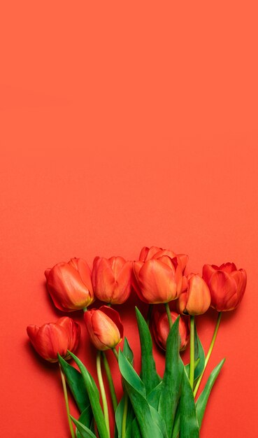 Red tulips in red background