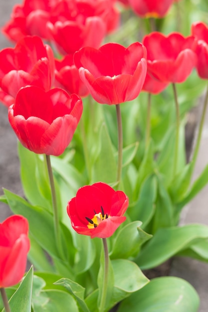 Red tulips Red tulip flowers Grows in nature on the street in the ground in the garden They broke up