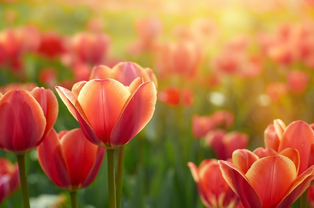 Red tulips in selective focus on blurred background in rays of sun