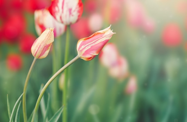 Red tulips in selective focus on blurred background in rays of sun