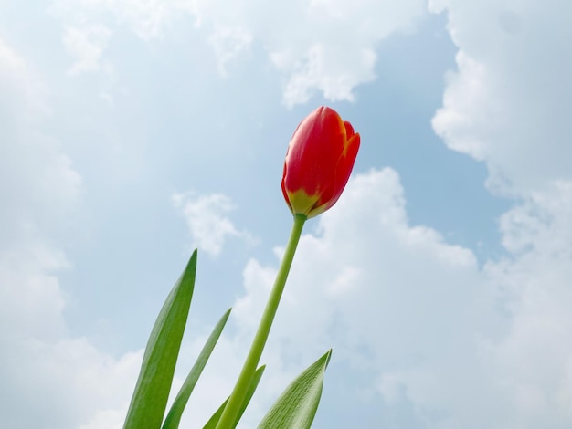 Red tulips on the sky background