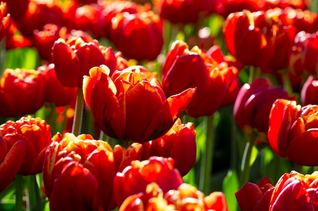 Red tulips Spring bright flowers in the garden