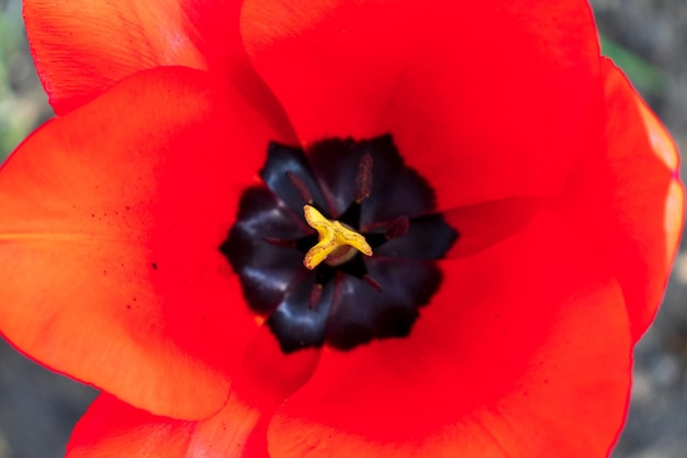 Red tulips Tulips background Dark tulips Floral backdrop Blooming tulip Tulip buds