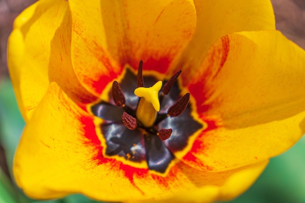 Red tulips Tulips background Dark tulips Floral backdrop Blooming tulip Tulip buds