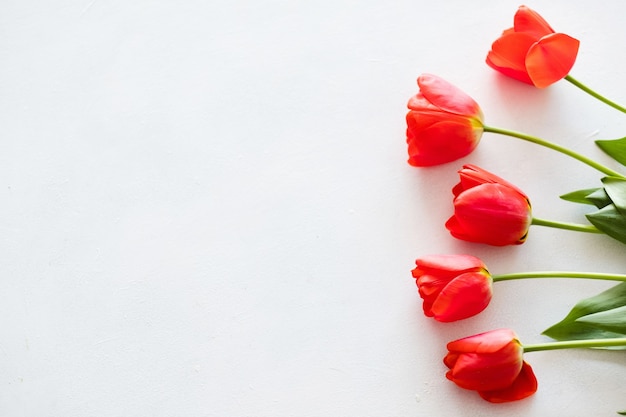 Red tulips on white background.