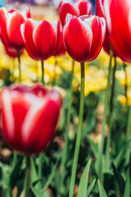 Red tulips with beautiful bouquet surface,