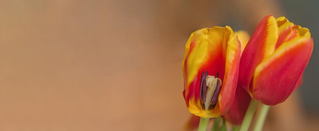 Photo red tulips with a yellow border in a cut triumph tulip of the abra elite variety jacques fath