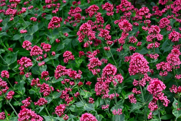 Red Valerian flowers in garden