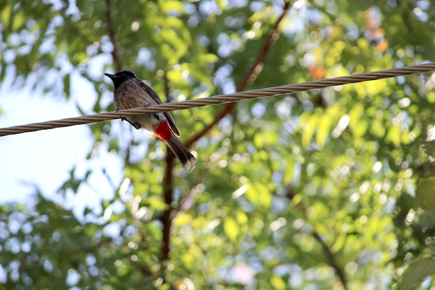 A red vented bulbul bird is sitting on a power line