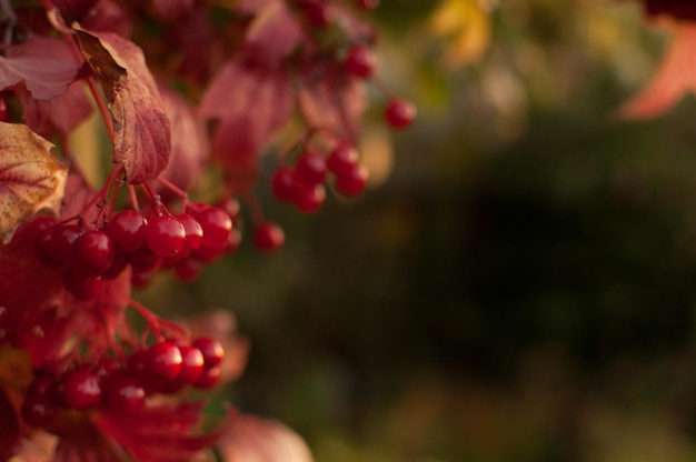 Red viburnum berries on a blurred background with space for text