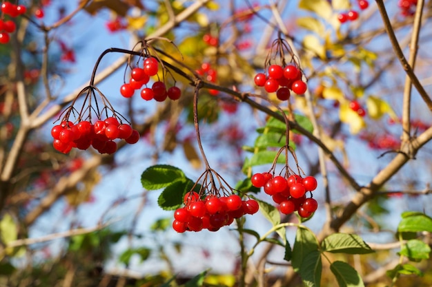 Red viburnum berries on a branch in the garden outdoors