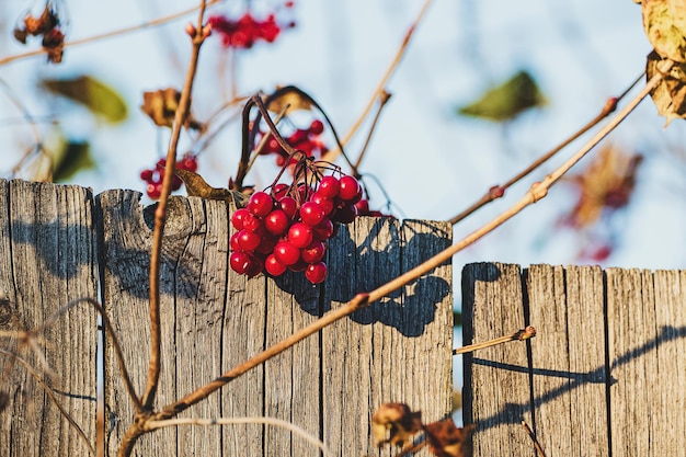 Red viburnum berries on bush by the old wooden fence