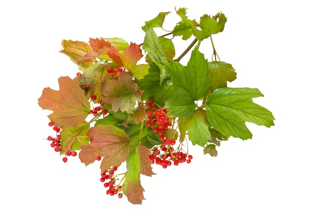 Red viburnum berries and leaves isolated on white background