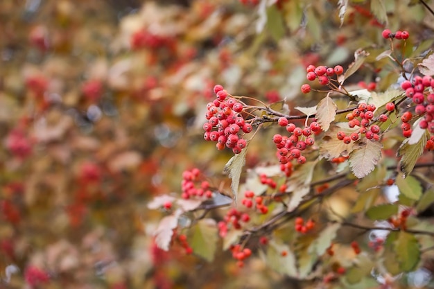 Red viburnum branch in the garden. Viburnum viburnum opulus berries and leaves outdoor in autumn fall. Bunch of red viburnum berries on a branch.