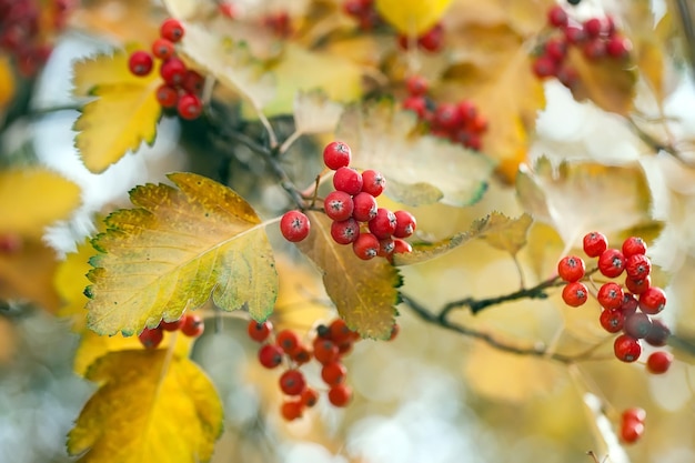 Red viburnum branch in the garden. Viburnum viburnum opulus berries and leaves outdoor in autumn fall. Bunch of red viburnum berries on a branch.